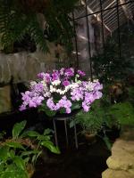 Albums/20200303-Kew Gardens/19